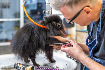 Professional groomer cutting black pomeranian dog fur