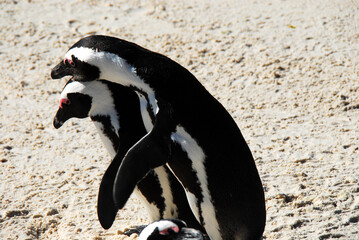 birds-africa-close-up-endangered-jackass-penguins-mating