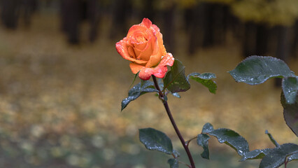 A beautiful cream rose with raindrops, close-up. Rain, wet autumn