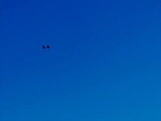 Serene Sky with Two Birds in Flight Against a Solid Blue Background Offering Tranquil Nature Scene Perfect for Relaxation and Meditation Themes