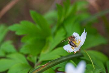 Close-up of a bee collecting pollen from a delicate white flower surrounded by lush green foliage,...