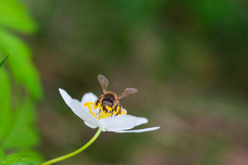 Close-up of a bee collecting pollen from a delicate white flower surrounded by lush green foliage,...