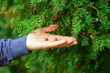 Male hand with Taxus fruits against lush green conifer branches. Concepts of evergreen aesthetic...