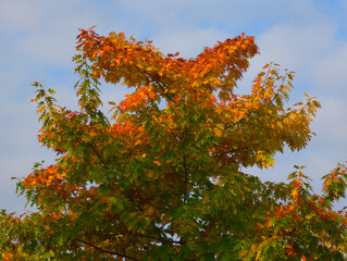 Autumn etude, Multicolored foliage of tree on blue sky clouds background