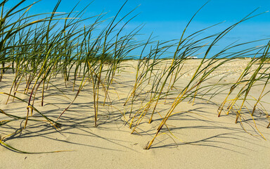 Tall grass on a sandy slope on blue sky background