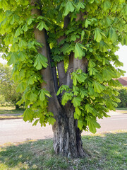 Old horse chestnut tree with multiple trunks and beautiful fresh sprintime foliage. The tree is casting its own shade on a sunny day.