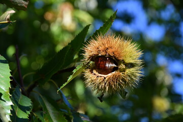 Chestnuts in their husks hanging from chestnut tree branches are about to fall just before harvest in autumn. Chestnut forest in the Tuscan mountains. Italy.