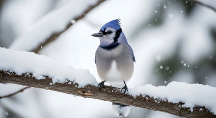 Blue Jay Perched on Snowy Branch in Winter Wonderland.