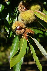 Chestnuts in their husks hanging from chestnut tree branches are about to fall just before harvest...