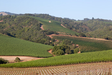 California Vineyards