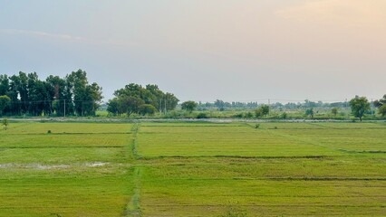 Vast green agricultural field with trees in the background under a clear sky