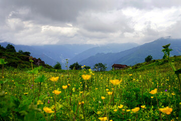 Fototapeta premium The Black Sea region in eastern Türkiye is famous for its high mountain plateaus, the most popular of which are the Uzungöl and Sultan Murat plateaus.01.08.2025, Trabzon,Türkiye