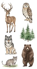 Forest Wildlife - Deer, Owl, Wolf, Cat, Bear, and Trees Illustration.