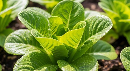 Fresh Romaine Lettuce Growing in a Garden Bed.