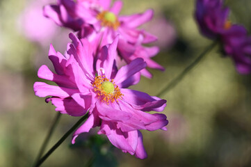Pamina pink windflower anemone flower blooming in the woods