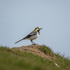 Elegant White Wagtail Perched on Grassy Mound Against a Clear Sky.