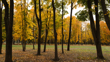 Golden autumn leaves blanket the ground in the park, creating a warm atmosphere