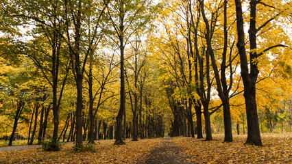 Golden autumn leaves blanket the ground in the park, creating a warm atmosphere