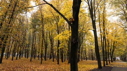 Golden autumn leaves blanket the ground in the park, creating a warm atmosphere