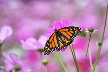 Monarch butterfly on a pink cosmos flower in a field