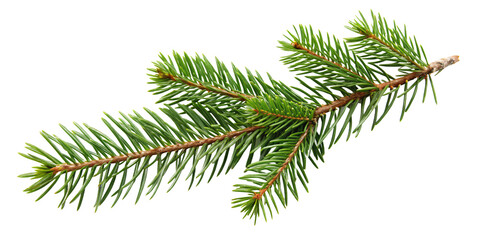 Realistic pine tree twig with vibrant green needles, for festive holiday decor or natural design elements, isolated on a transparent background.