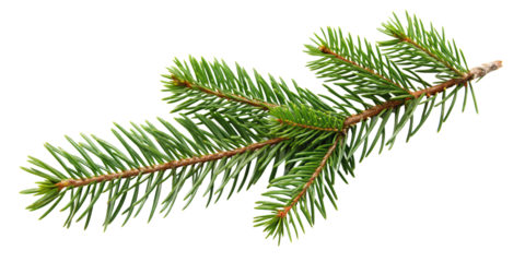 Realistic pine tree twig with vibrant green needles, for festive holiday decor or natural design elements, isolated on a transparent background.