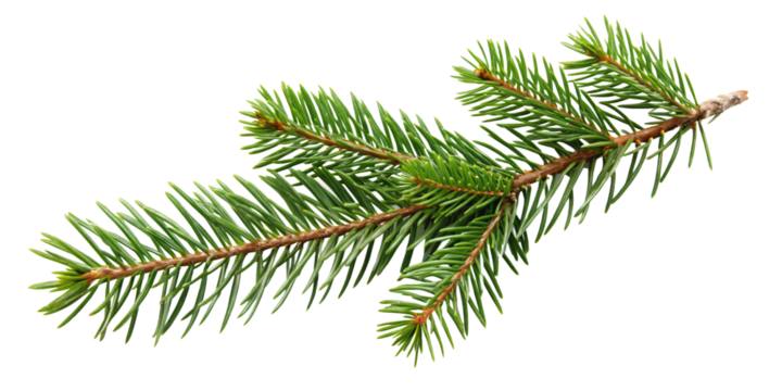 Realistic pine tree twig with vibrant green needles, for festive holiday decor or natural design elements, isolated on a transparent background. - Powered by Adobe