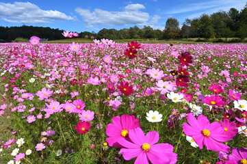 A flower field of colorful pink, white and red cosmos 