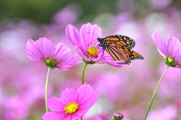 Monarch butterfly on a pink cosmos flower in a field
