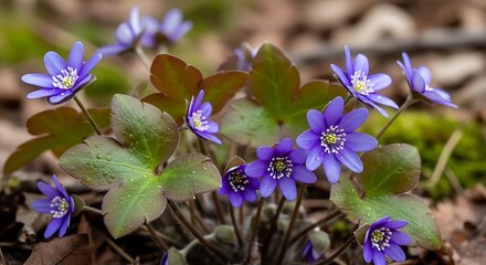 Hepatica nobilis in bloom - A vibrant display of spring wildflowers.