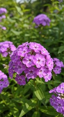 Purple Phlox Blooms in Summer Garden - A Close-Up View.