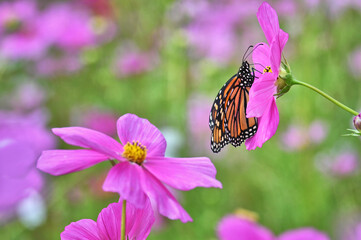 Monarch butterfly on a pink cosmos flower in a field