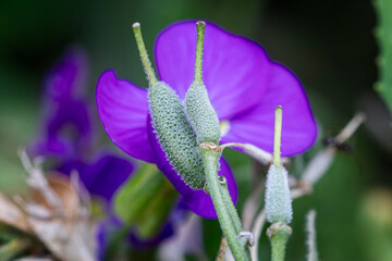 Close up of the green textured seed head os a blue hibiscus plant against diffused natural background.