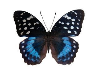 Lexias satrapes, a stunning blue butterfly, showcases its vibrant blue and black wings with white spots. This isolated specimen highlights nature's beauty and intricate designs.