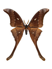 A large Hercules moth is displayed prominently, showcasing its unique wings. The brown and orange...