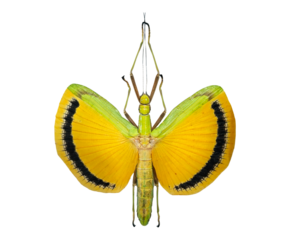This spectacular yellow umbrella stick insect showcases its vivid yellow wings adorned with black markings. It combines beauty with intricate details, making it a fascinating specimen.