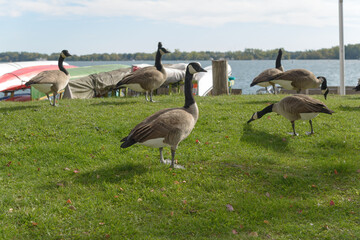 a gaggle of Branta canadensis or Canada Goose near the harbor