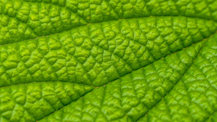 Macro close-up of a vibrant green leaf showing detailed texture, natural patterns, and organic surface structure with fine veins and rich color