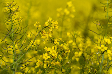 Obraz premium Close up vibrant yellow rapeseed flowers blooming in sunny field with green stalks
