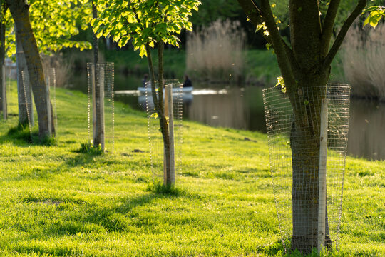 Row of young trees with protective wire cages along a vibrant green grassy bank at golden hour overlooking still water