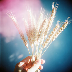 wheat in hands