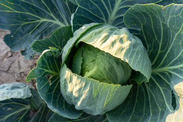 Fototapeta premium head of cabbage on a bed
