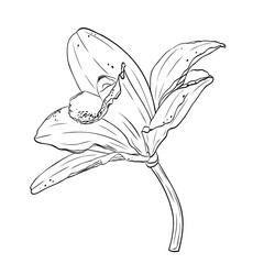 Vanilla flower, orchid phalaenopsis with large petals. Graphic line art hand drawn ink black and white illustration vector. Isolated object flower. For the cooking, spa, medicinal, tea, garden, beauty