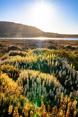 Flowers in the Mountains