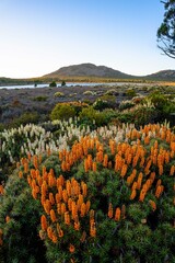 flowers in the mountains