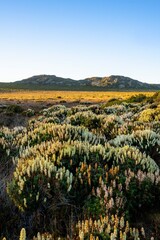 flowers in the mountains