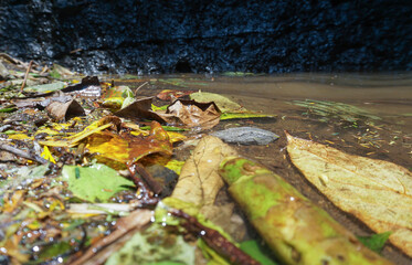 Leaf trash that has been swept up by the water current on the edge of the lake appears to have turned yellow as organic waste

