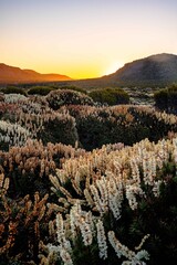 scoparia flowers in the mountains