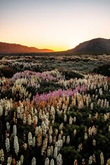 scoparia flowers in the mountains