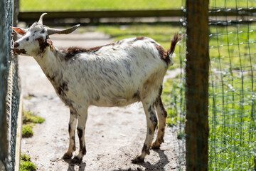 Obraz premium White goat stretching neck reaching through fence